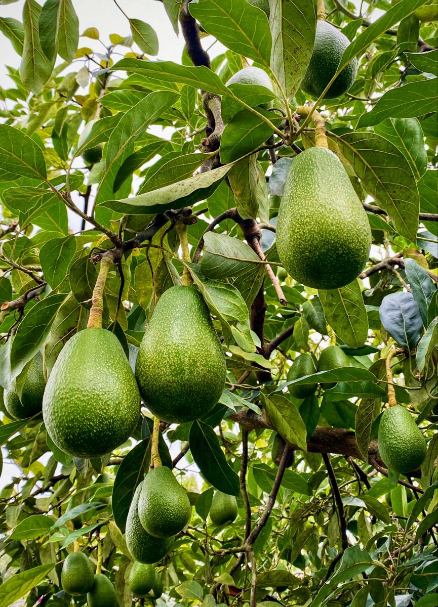 15-Manfaat-Buah-Alpukat-yang-Wajib-Kamu-Tahu