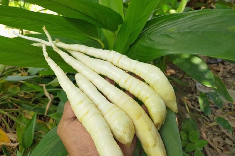 manfaat-umbi-garut-dari-pangan-hingga-bahan-kosmetik-ETFeWJvMej