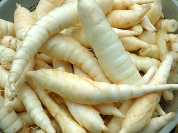 manfaat-umbi-garut