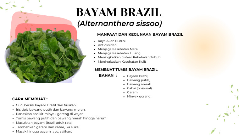 Bayam Brazil