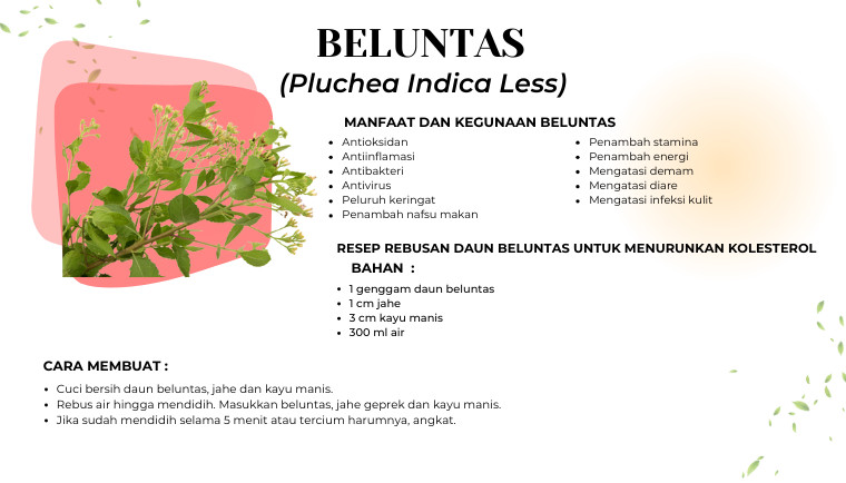 Beluntas