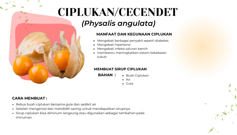 Ciplukan