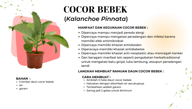Cocor Bebek