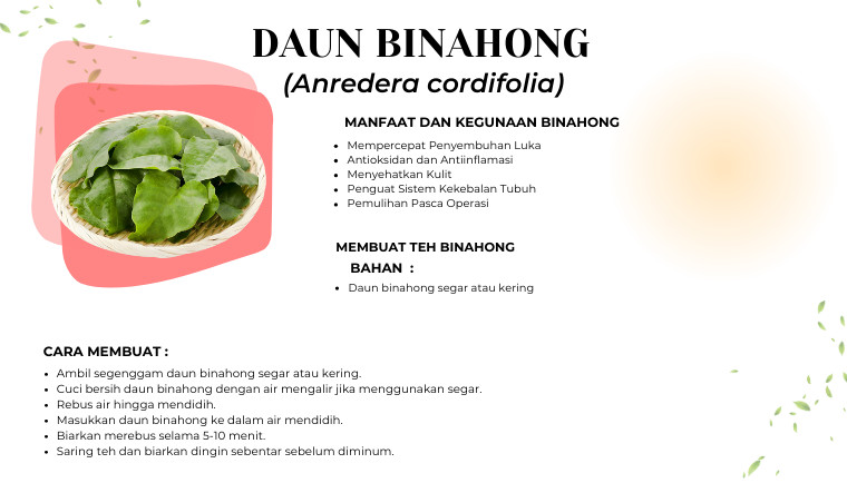Daun Binahong