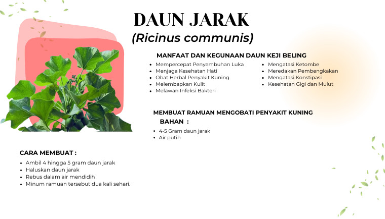 Daun Jarak