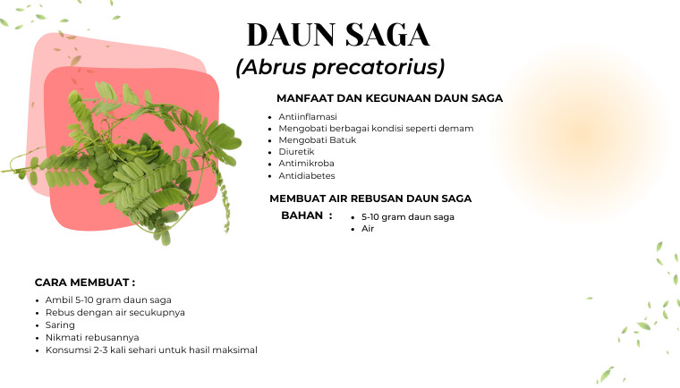 Daun Saga