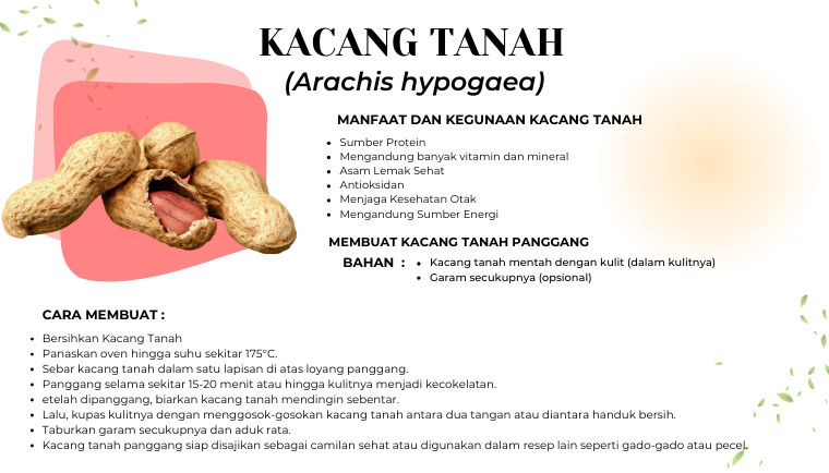 Kacang Tanah