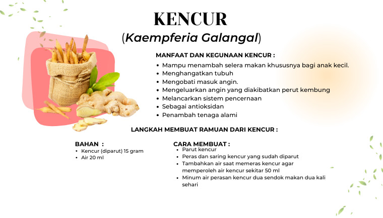 Kencur