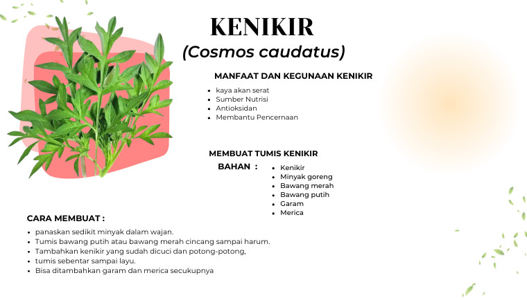 Kenikir