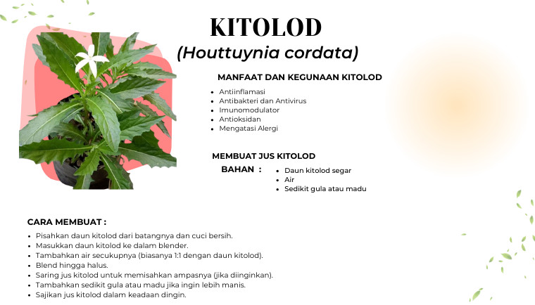 Kitolod