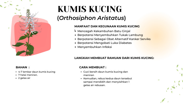 Kumis Kucing