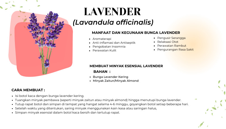 Lavender