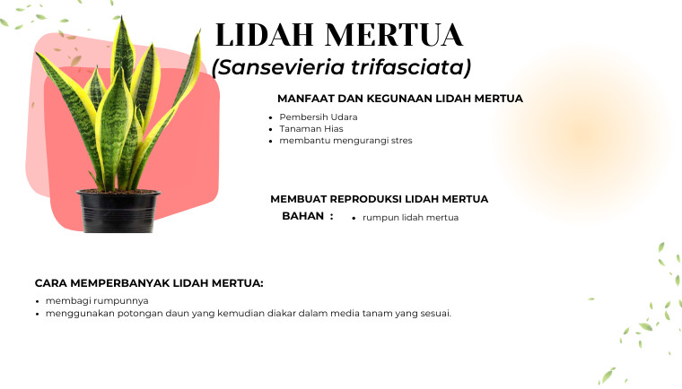Lida Mertua