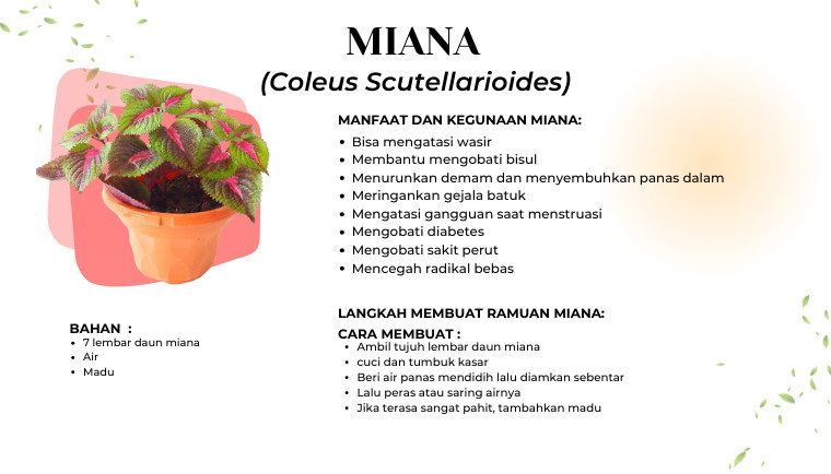 Miana