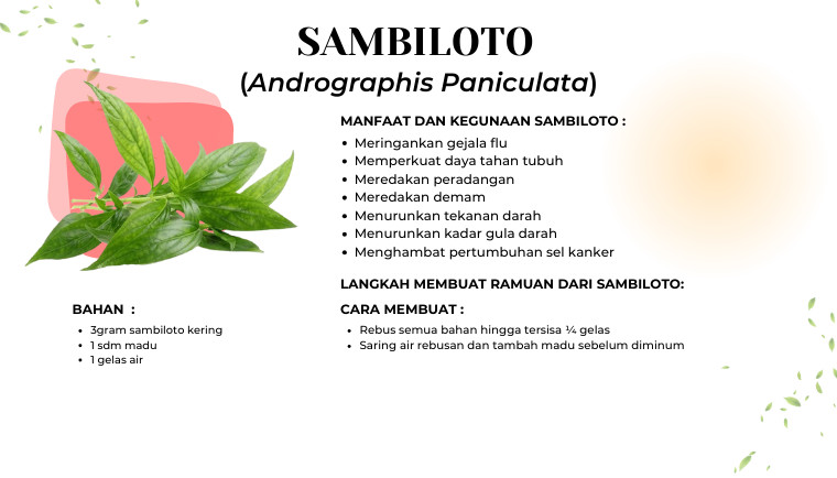 Sambiloto