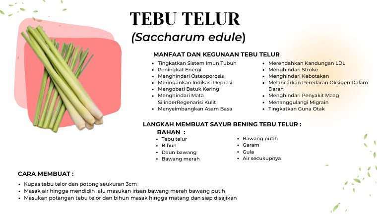 Tebu Telur